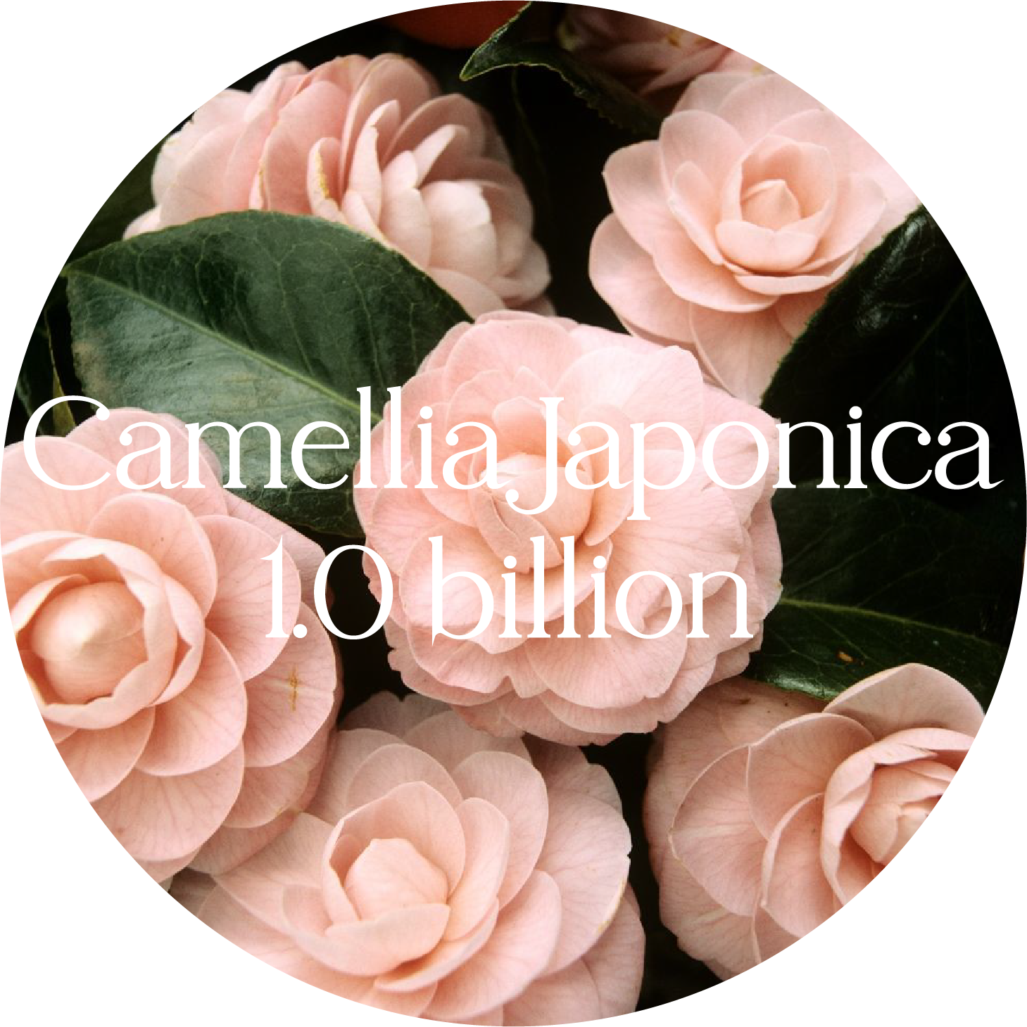 d3218cbfa36f993426e50a4d8b0399b10bda926a